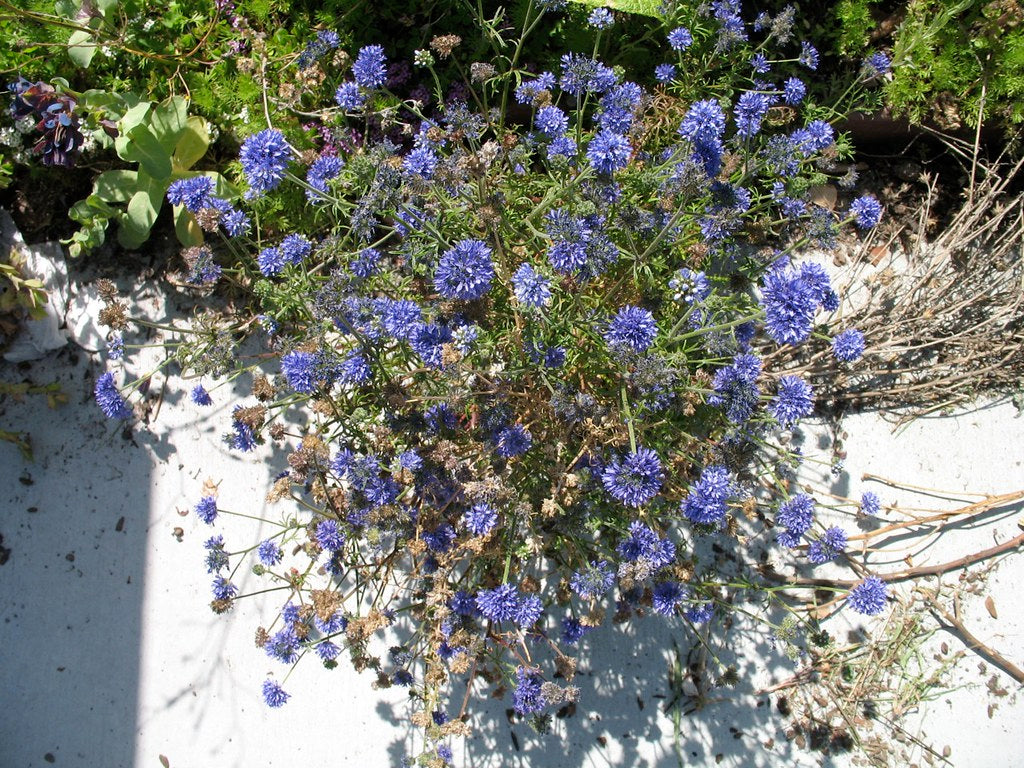 Globe Gilia Gilia capitata 100 Seeds  USA Company