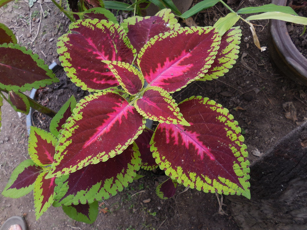 Red Coleus  100 Seeds  Coleus scutellarioides