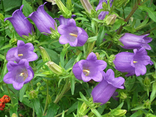 Canterbury Bells  100 Seeds  Campanula medium