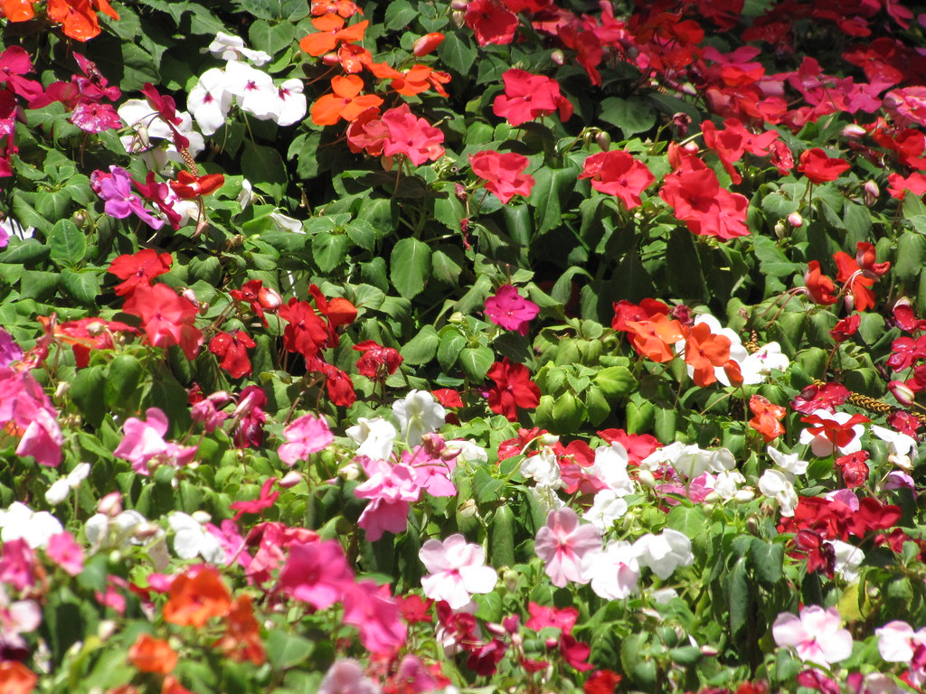 Impatiens Mix  100 Seeds  Impatiens walleriana