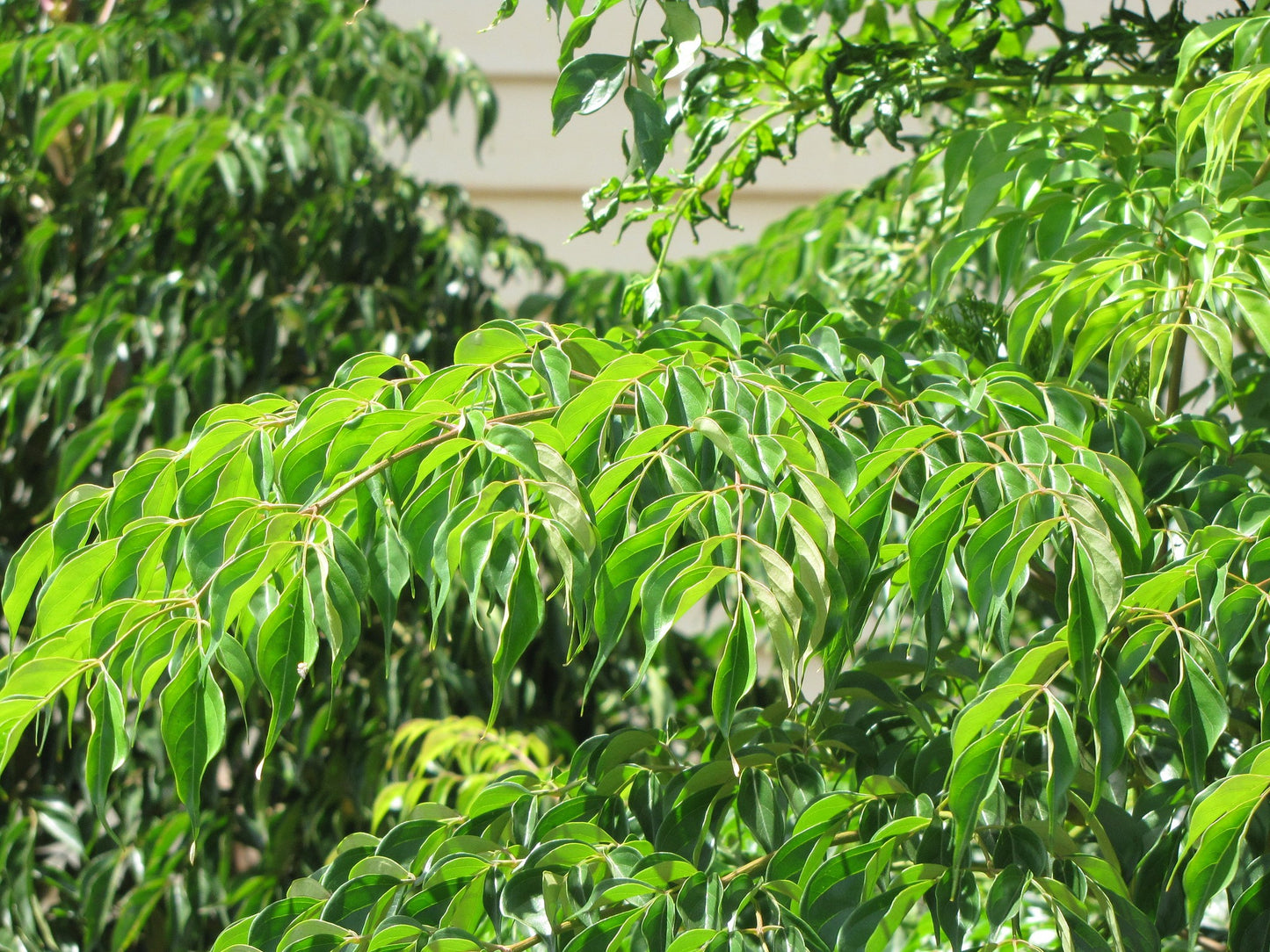 China Doll Plant  100 Seeds  Radermachera sinica