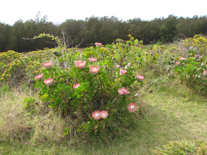 King protea  5 Seeds  Protea cynaroides
