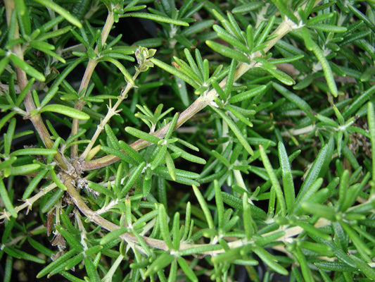 Rosemary   100 Seeds   Rosmarinus officinalis