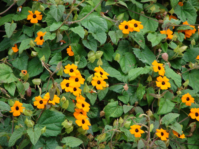 Black-Eyed Susan Vine  100 Seeds  Thunbergia alata