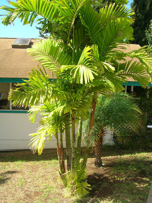 Macarthur Palm Ptychosperma macarthurii 5 Seeds   USA Company
