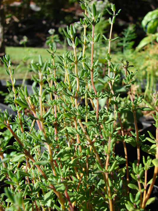 Common Thyme   100 Seeds   Thymus vulgaris