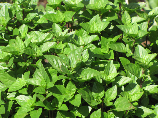 Basil   100 Seeds   Ocimum basilicum