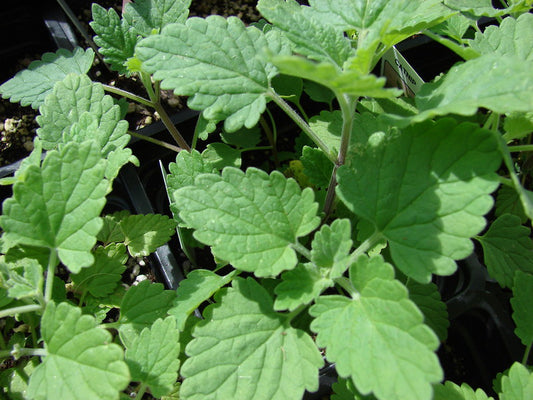 Catnip  100 Seeds  Nepeta cataria