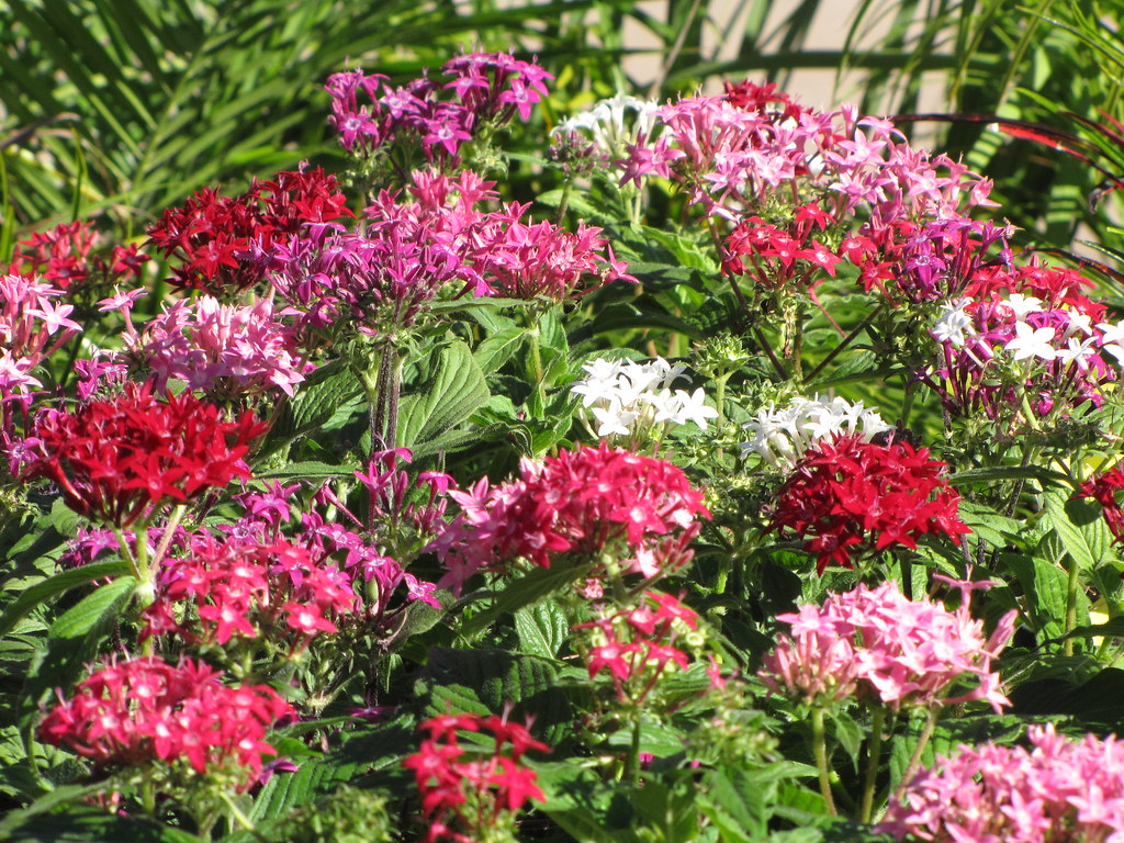 Pentas Mix  Star Flower  Pentas lanceolata  25 Seeds