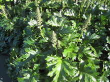 Load image into Gallery viewer, Bear&#39;s Breeches  Acanthus mollis  5 Seeds
