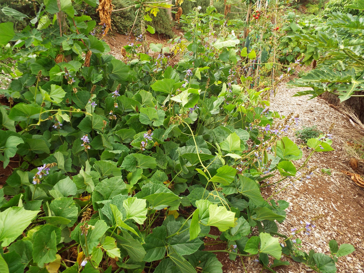 Jicama   10 Seeds   Pachyrhizus erosus
