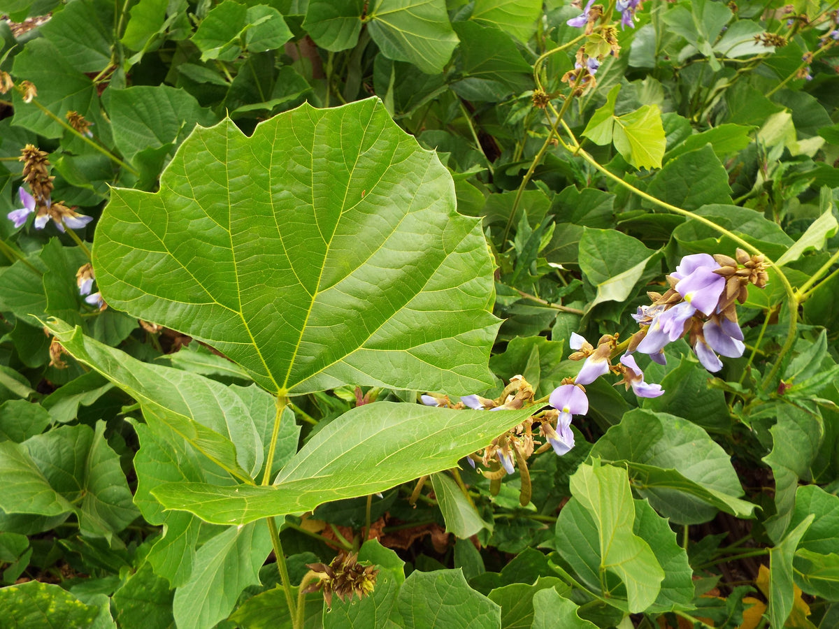 Jicama   10 Seeds   Pachyrhizus erosus