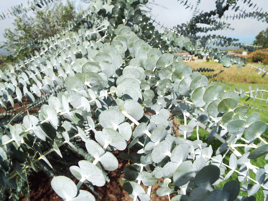 Silver-Leaved Mountain Gum  Eucalyptus pulverulenta  100 Seeds  USA Company