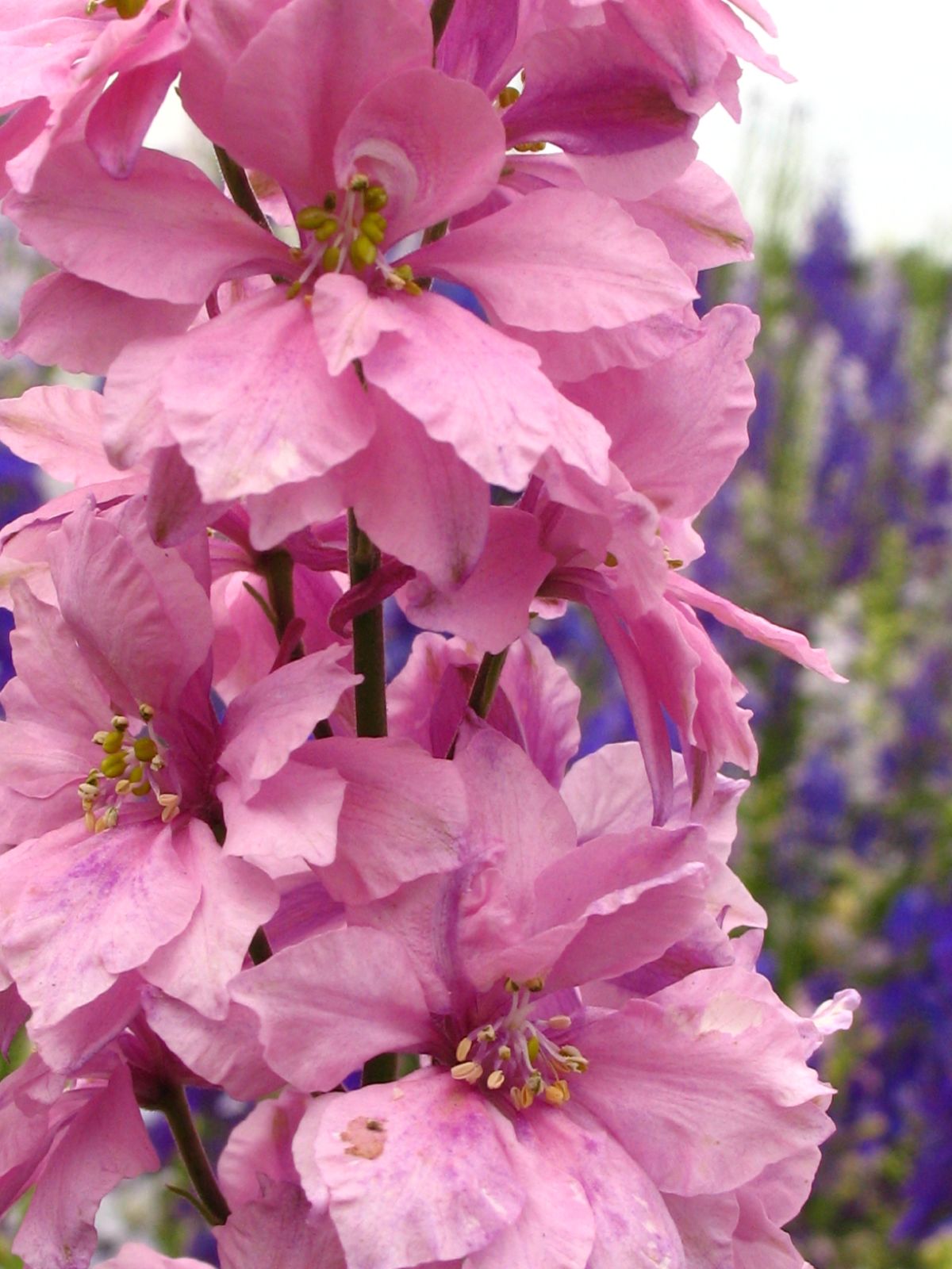 Pink Larkspur  100 Seeds  Delphinium consolida