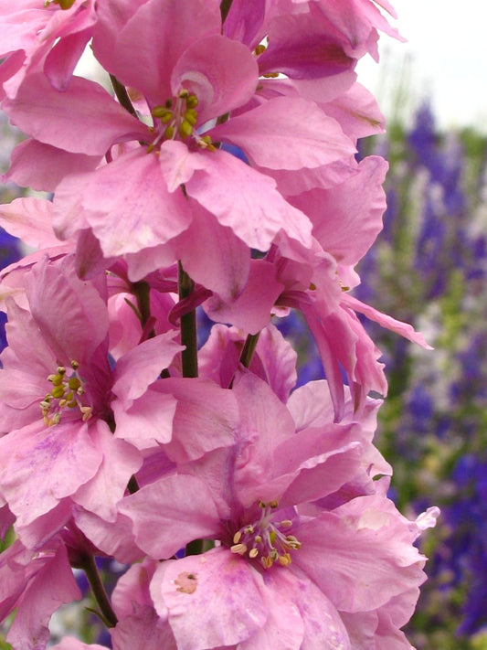 Pink Larkspur  100 Seeds  Delphinium consolida
