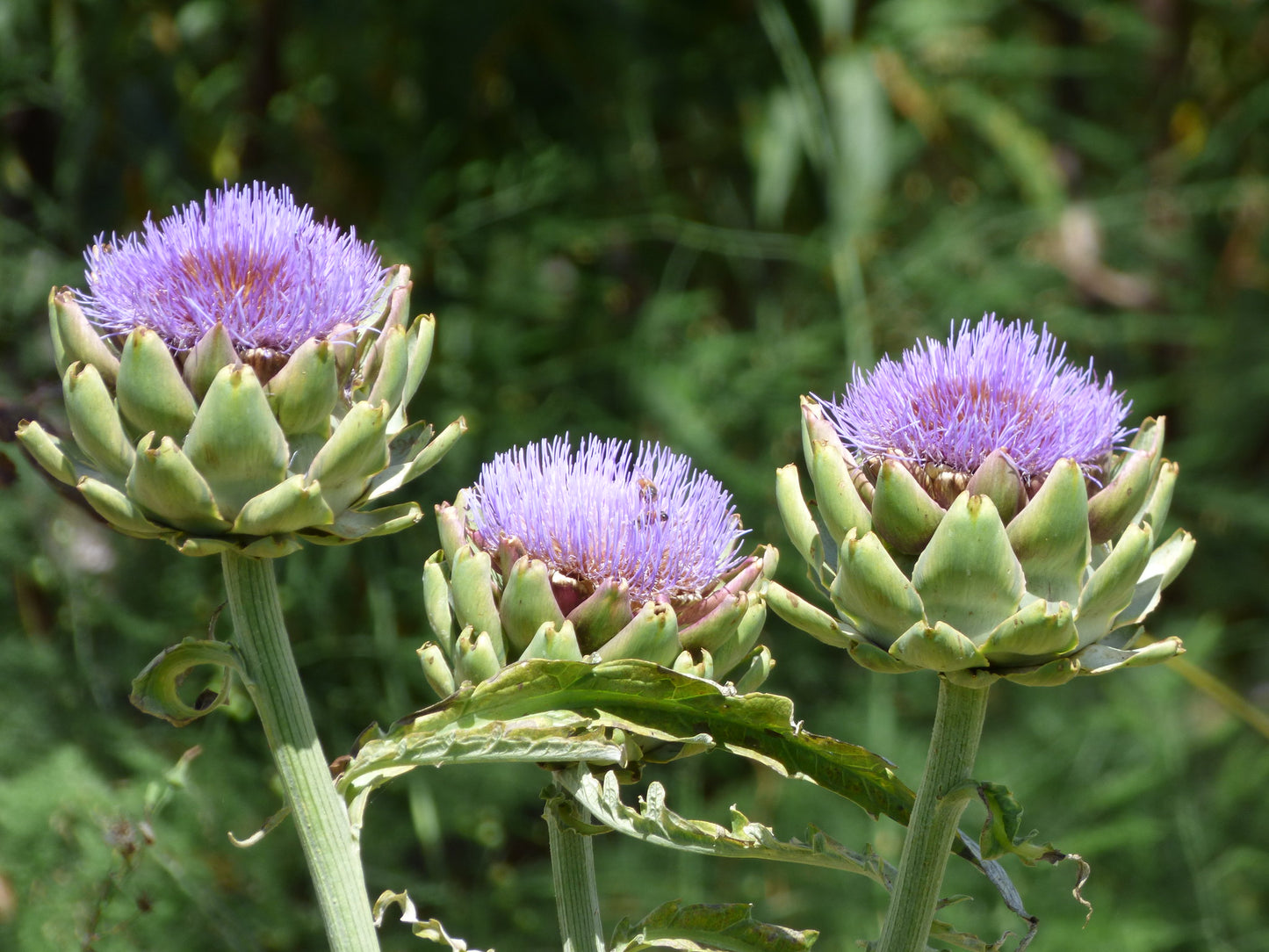 Artichoke   20 Seeds   Cynara scolymus