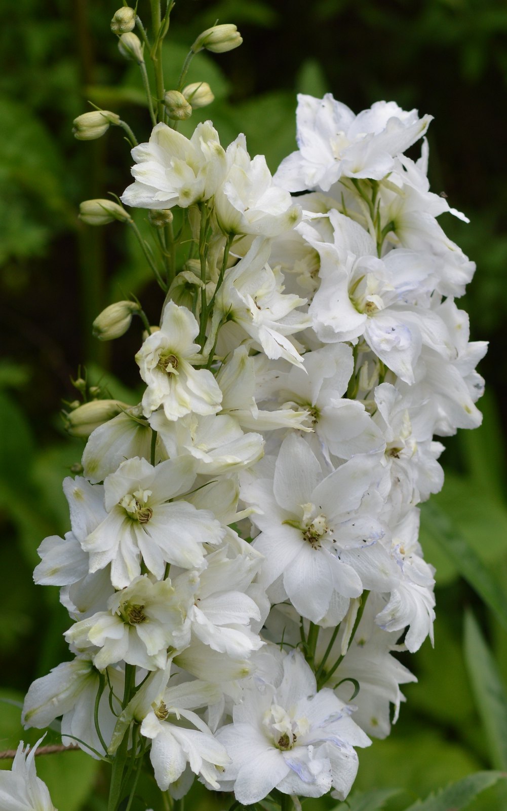 White Larkspur  100 Seeds  Delphinium elatum