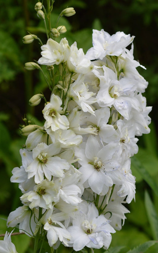 White Larkspur  100 Seeds  Delphinium elatum