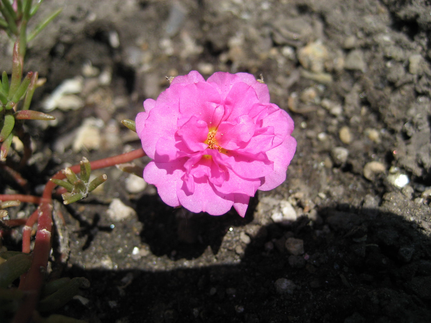 Pink Moss Rose  100 Seeds  Portulaca grandiflora