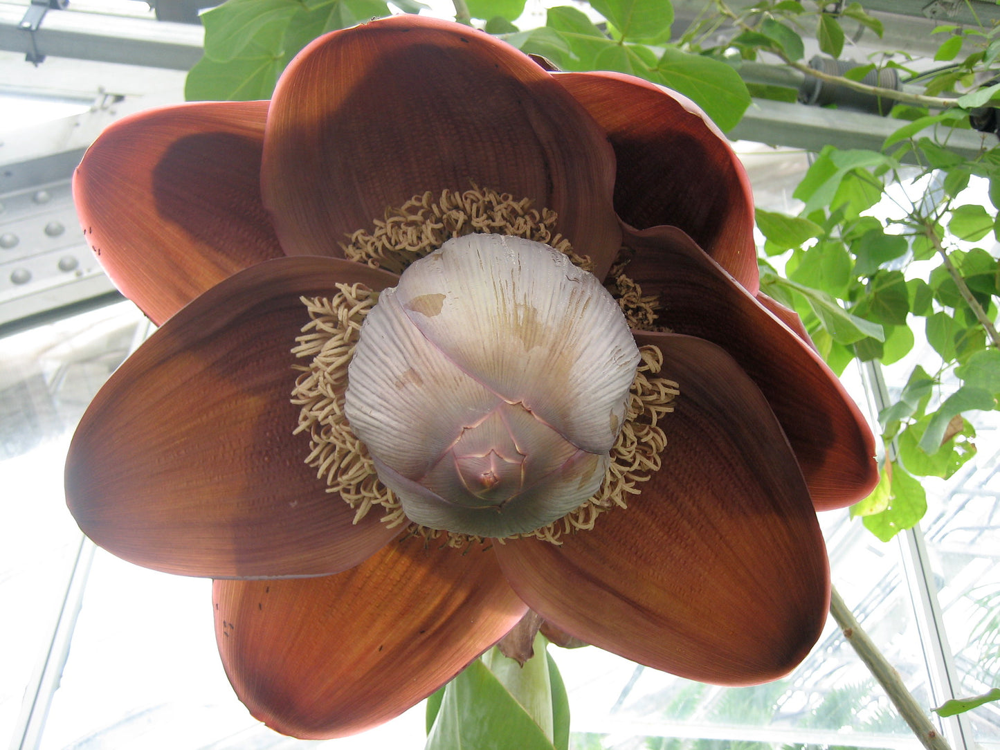 Hardy Cliff Banana   5 Seeds   Ensete superbum