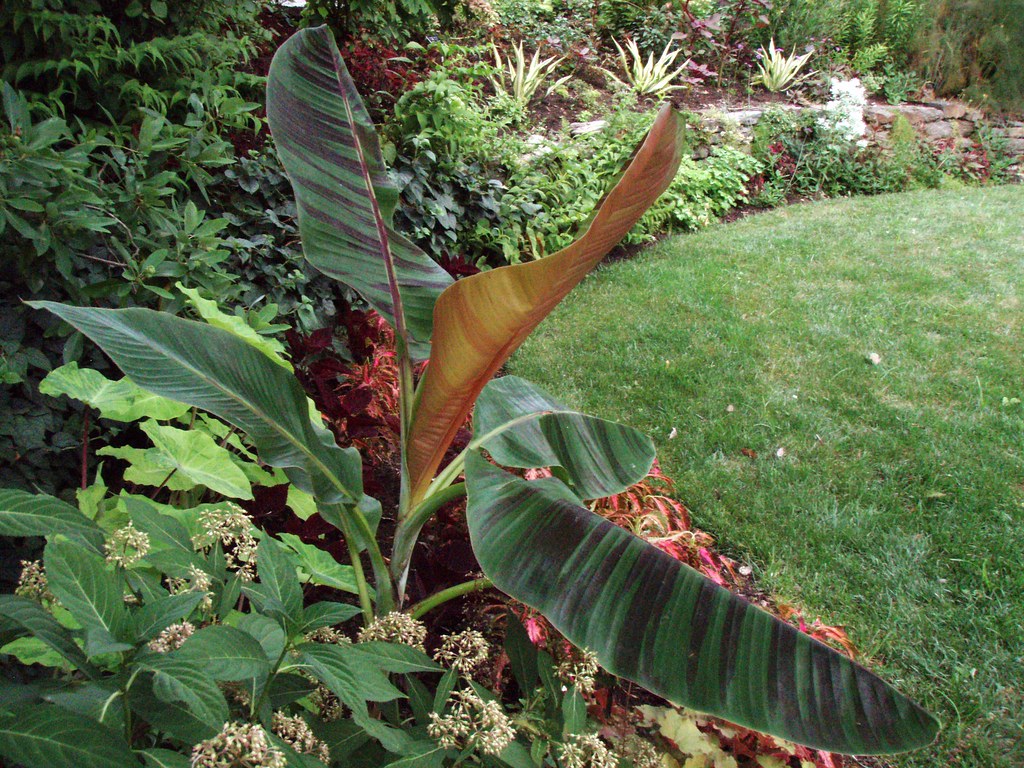 Red Tiger Banana   5 Seeds   Musa sikkimensis