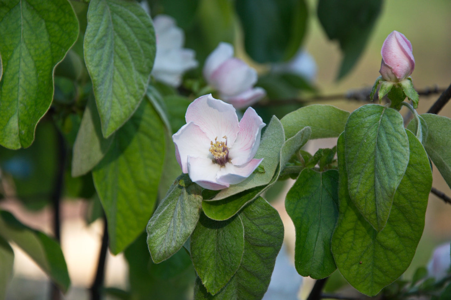 Quince  Chaenomeles oblonga  50 Seeds  USA Company