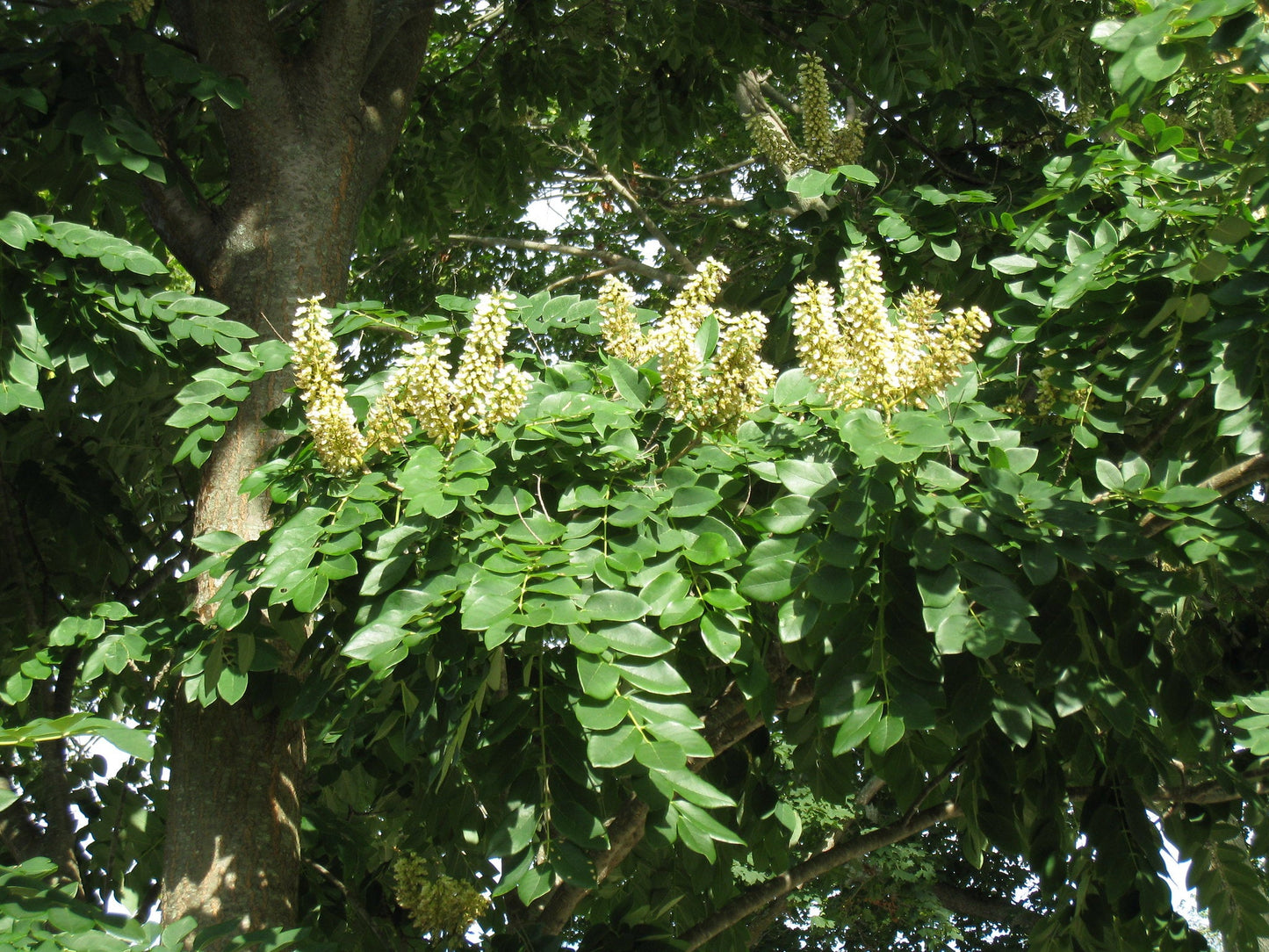 Amur Maackia Maackia amurensis 10 Seeds