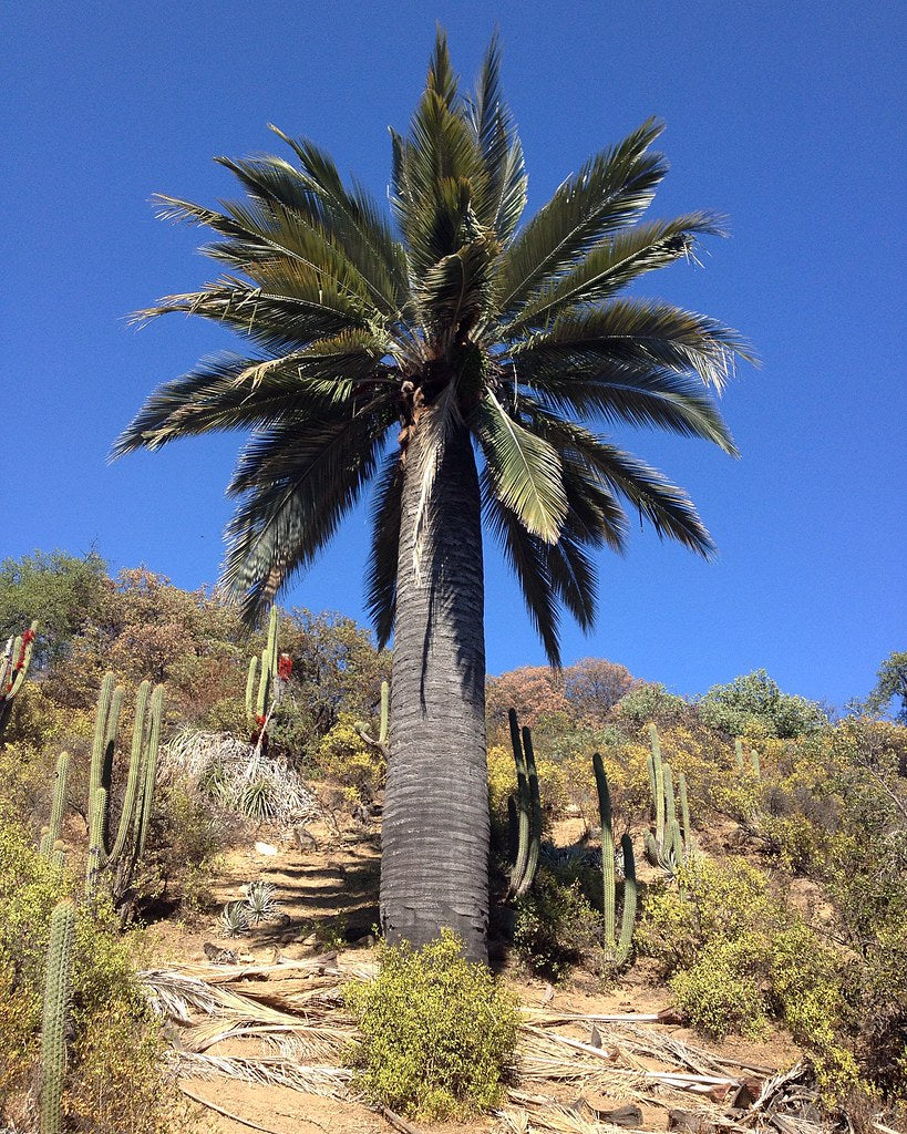 Chilean Wine Palm   5 Seeds   Jubaea chilensis
