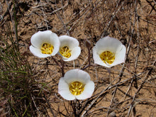 Load image into Gallery viewer, Sego Lily  Desert Wildflower  10 Seeds  Calochortus nuttallii