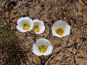 Sego Lily  Desert Wildflower  10 Seeds  Calochortus nuttallii