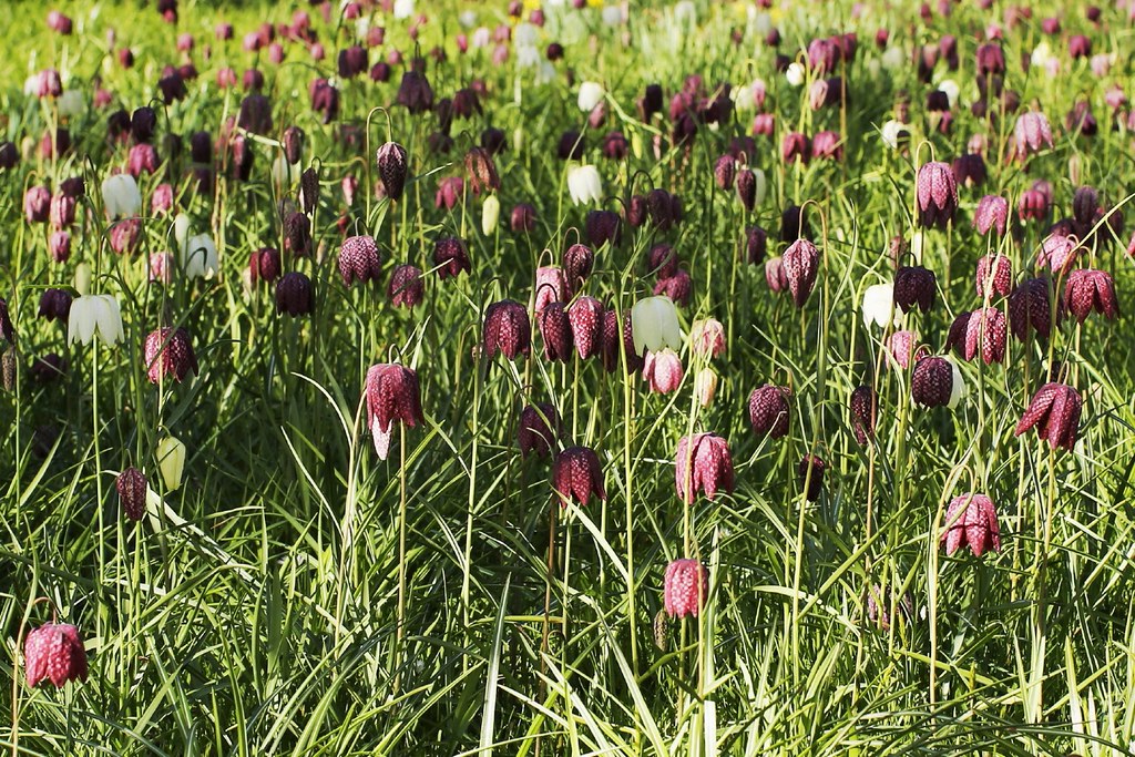 Checkered Lily  50 Seeds  Fritillaria meleagris