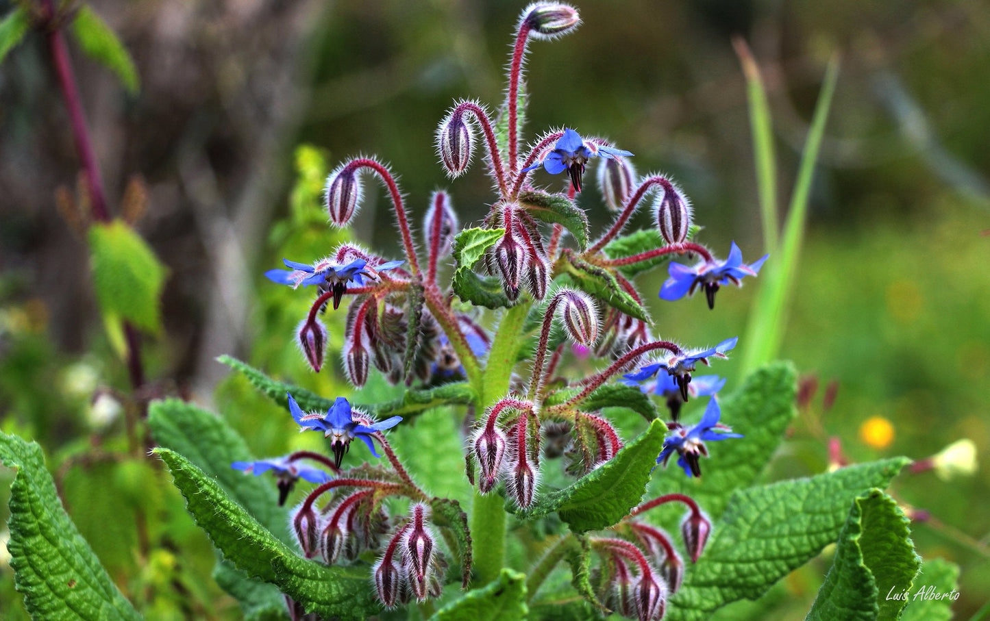 Borage  Starflower  140 Seeds  1/10 Oz  Borago officinalis