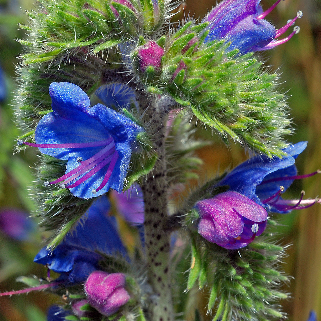 Viper's Bugloss Echium vulgare 100 Seeds  USA Company