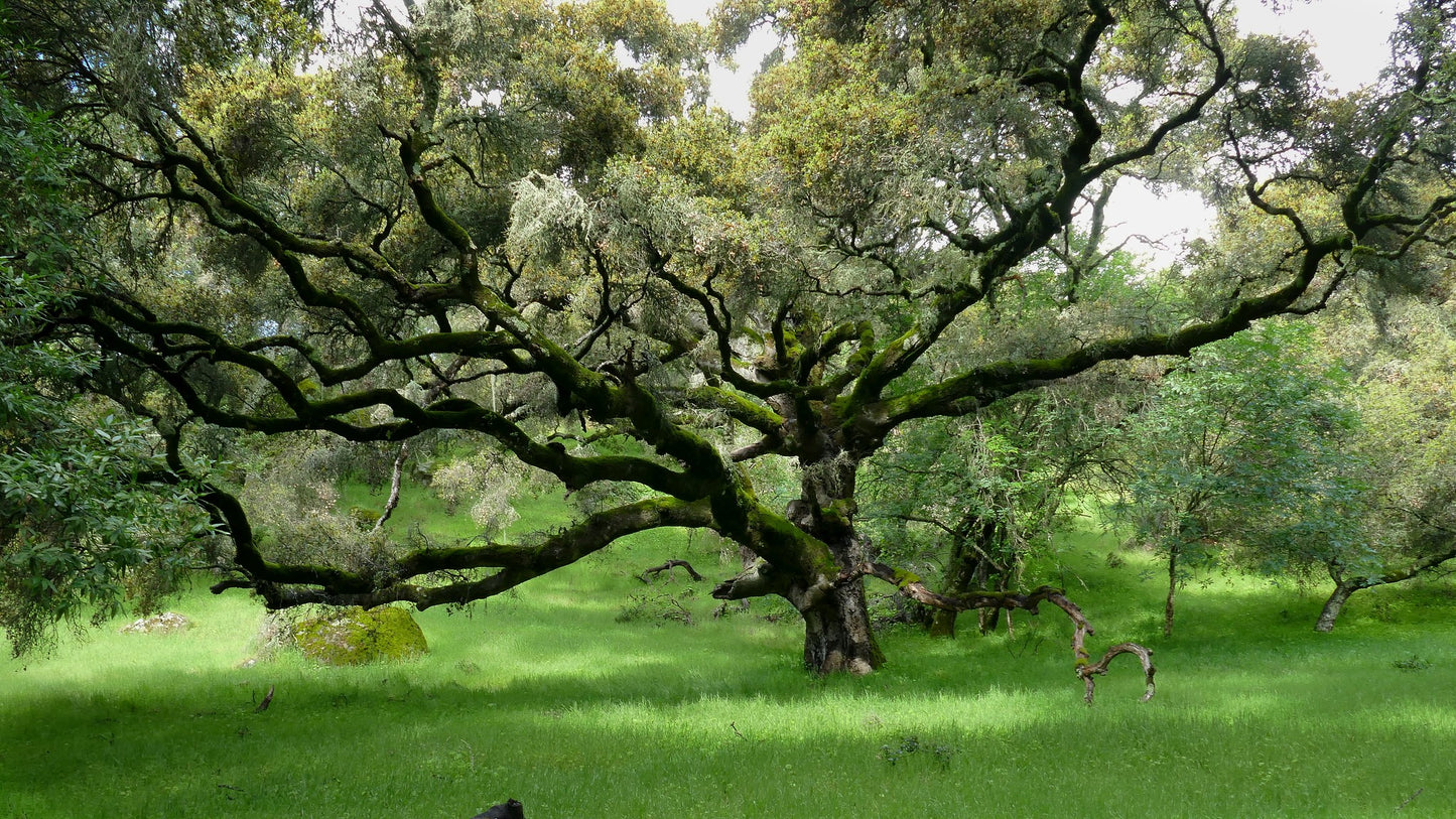 Coast Live Oak  5 Seeds  Quercus agrifolia