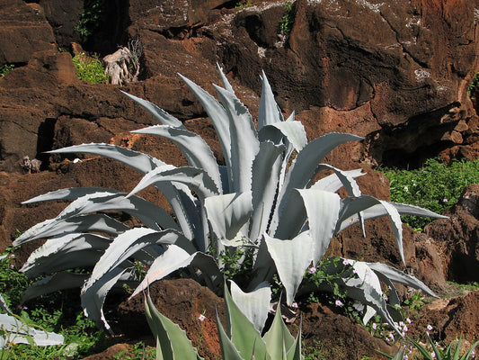 Majestic Agave  500 Seeds  Agave franzosinii