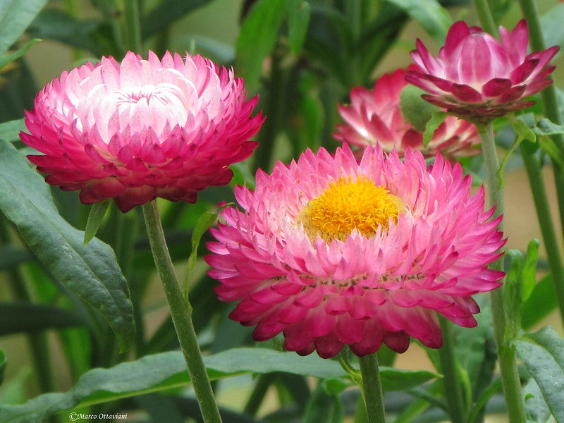 Pink Strawflower  100 Seeds  Helichrysum bracteatum