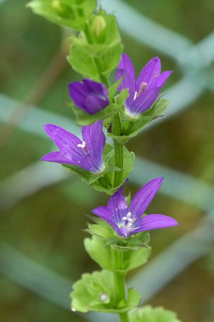 Venus’ Looking Glass  750 Seeds  Specularia perfoliata