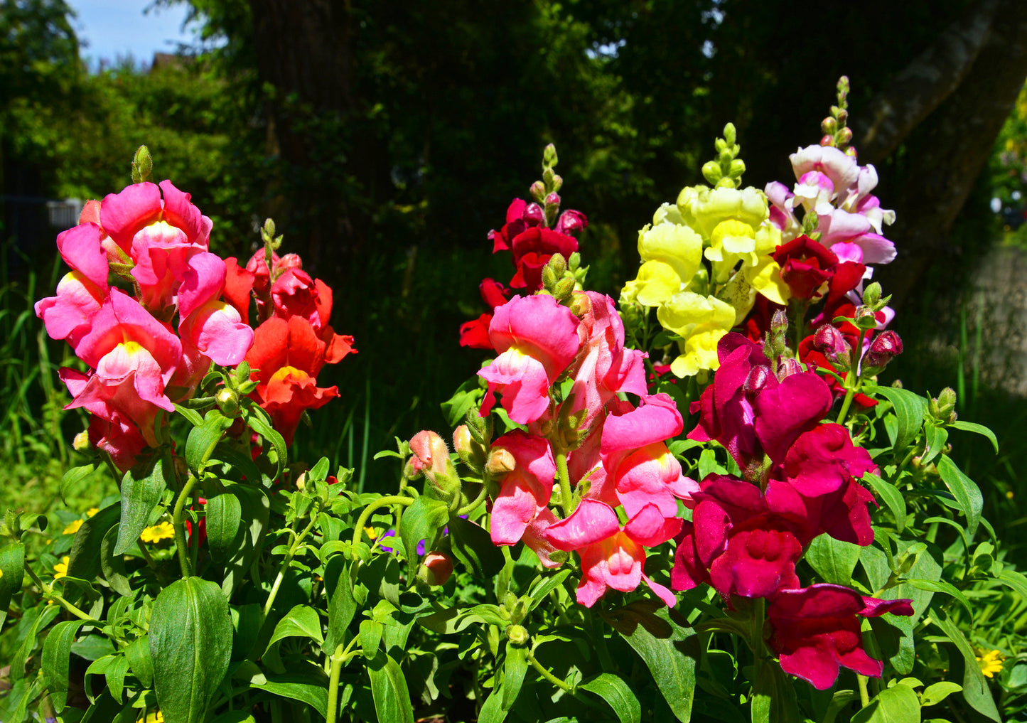 Snapdragon Antirrhinum majus 100 Seeds  USA Company