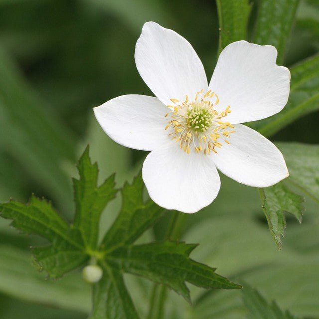 canadian flower seeds Canada Anemone 100 Seeds Anemone canadensis – R&B Floridaseeds