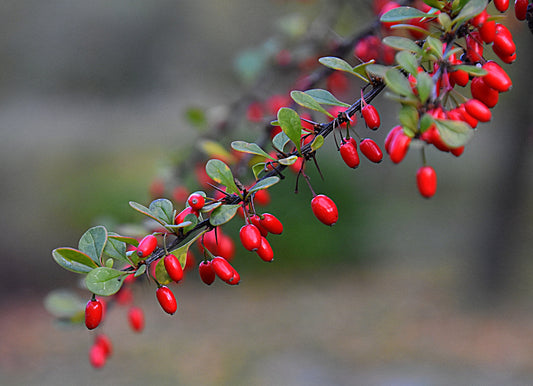 Barbery  10 Seeds  Berberis vulgaris