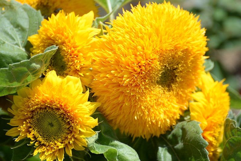 Giant Sungold Sunflower  100 Seeds  Helianthus Annuus