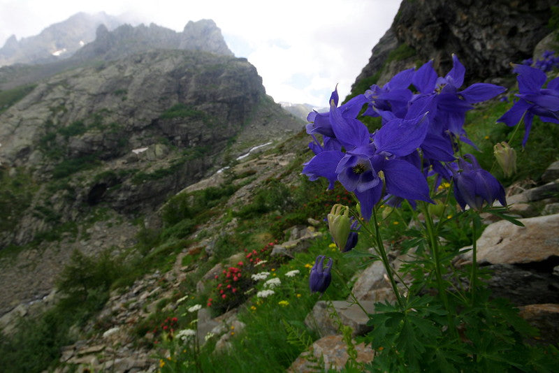 Alpine Columbine  100 Seeds  Aquilegia alpina
