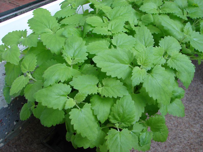 Catnip  100 Seeds  Nepeta cataria