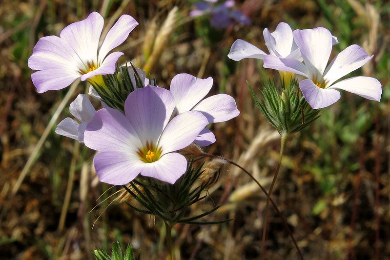 Mountain Phlox  100 Seeds  Linanthus grandiflorus