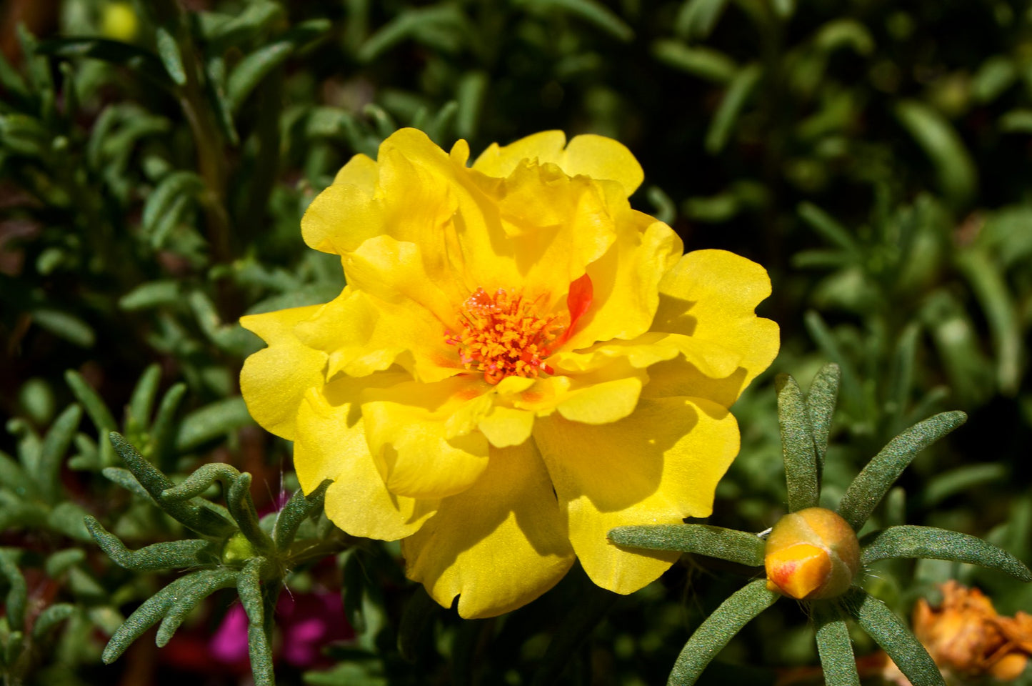 Yellow Moss Rose  100 Seeds  Portulaca grandiflora