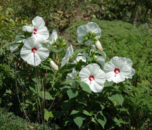 Load image into Gallery viewer, Rose Mallow  Wildflower  20 Seeds  Hibiscus moscheutos