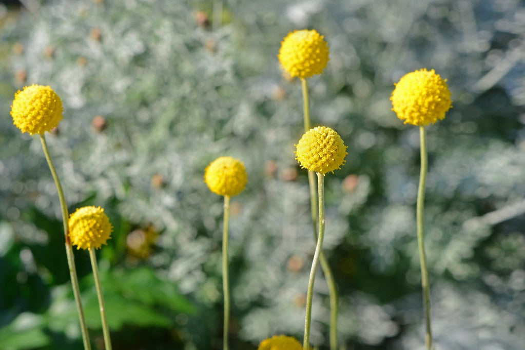 Drumstick Flower  100 Seeds  Craspedia globosa
