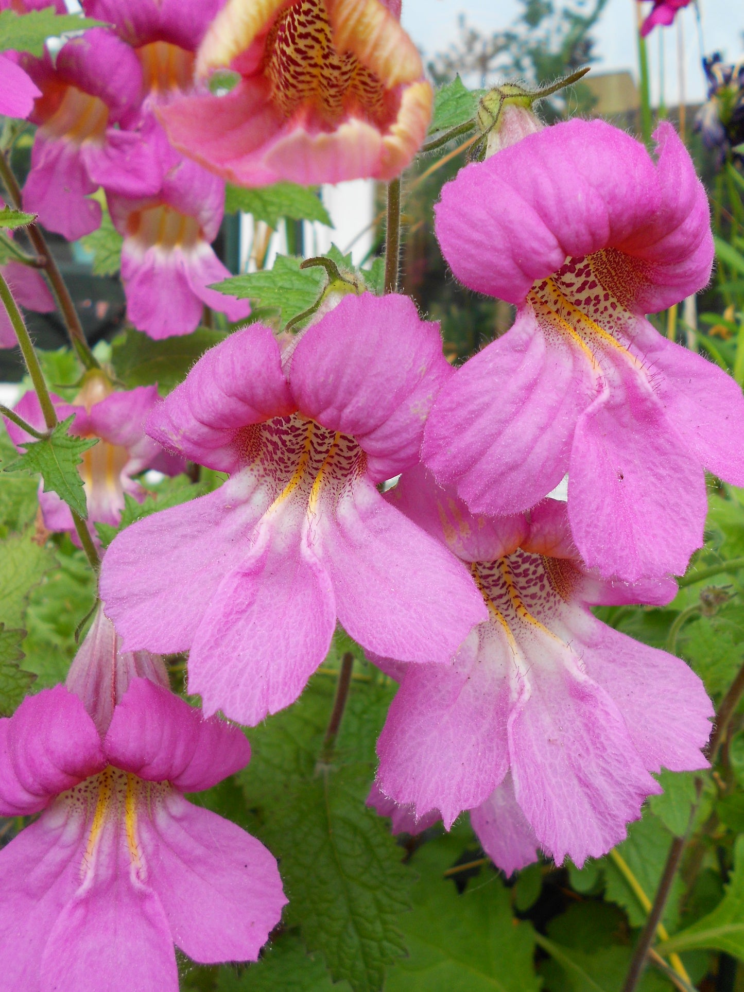 Chinese Foxglove  100 Seeds  Rehmannia angulata