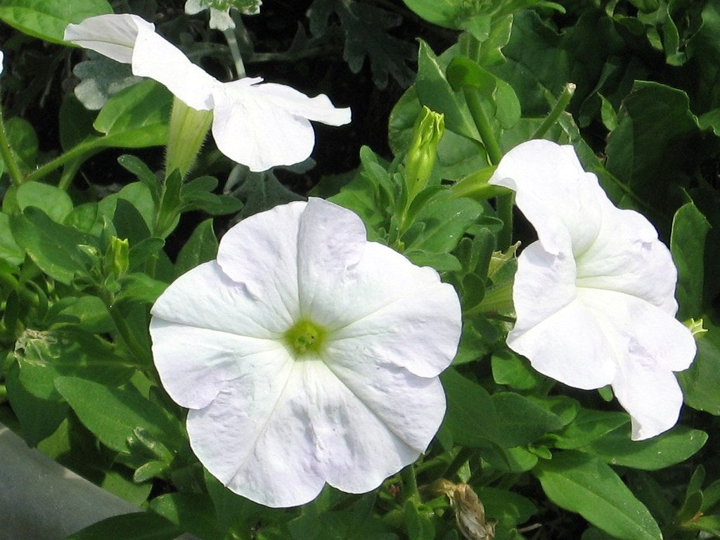 White Petunia  100 Seeds  Petunia Grandiflora