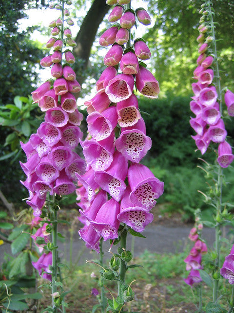 Purple Foxglove  100 Seeds  Digitalis purpurea